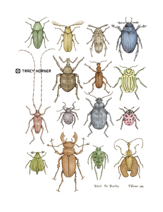 Meet the Beetles