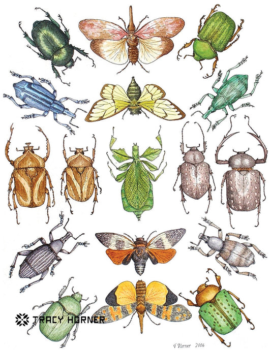 Beetle Mandala